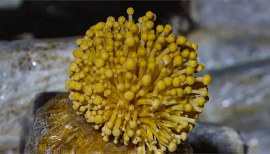 世界首次！科學家發現決定金針菇顏色的基因