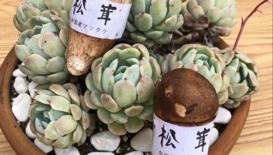 探析“生态松茸”种植的风险和防范措施