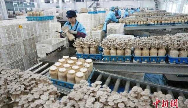 甘肃张掖：戈壁滩珍稀菇类集中采集上市