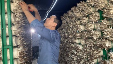 福建漳州：“移动智慧菇房”栽培秀珍菇，产量提高10%