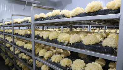 北京順義：立體化工廠育出“菌中之冠”