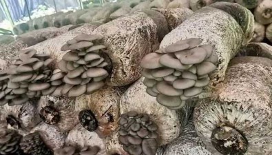 山西康泰來食用菌暢銷北上廣