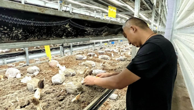 云南澄江市：工厂化种植的羊肚菌上市了