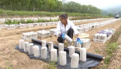 甘肅合水縣：何家畔鎮(zhèn)種食用菌，為村集體年分紅15.3萬元