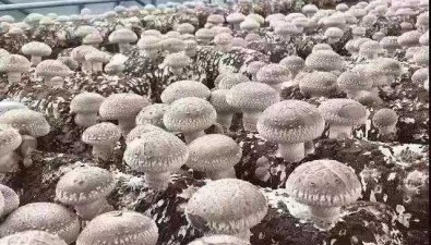 百菌香公司：打造專業化食用菌生產基地