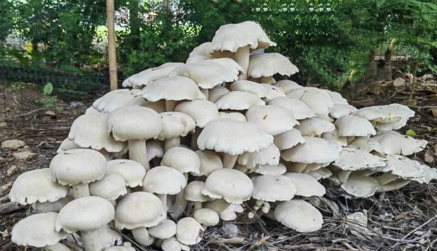 重约15公斤！云南又出现了一窝“巨型蘑菇”