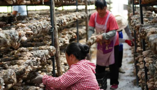 云南华宁县：城关社区引种的5万棒花菇迎来丰收季