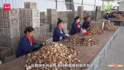 昆侖生物：香菇基地產品遠銷歐洲