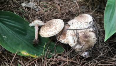 北京常見的毒蘑菇長什么樣？