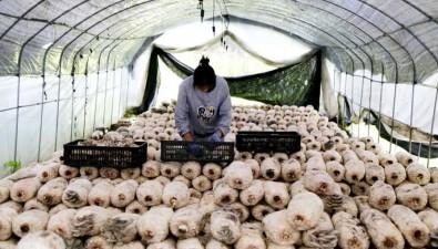 陕西留坝县：5万多筒平菇丰收了