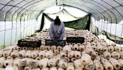 陕西留坝县：5万多筒平菇丰收了