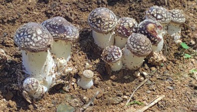 湖北宜昌：創新“煙-菌”模式獲得成功