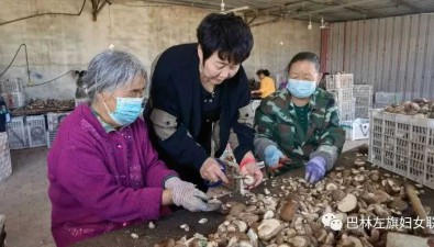 内蒙古赤峰市：鸣春食用菌合作社培育妇女食用菌技术骨干