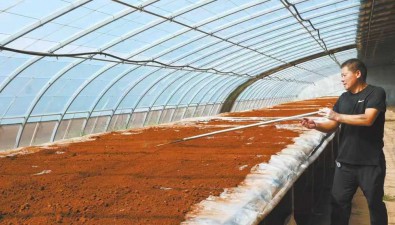 河北平山：夏種靈芝冬種菌，1個大棚增收5萬元
