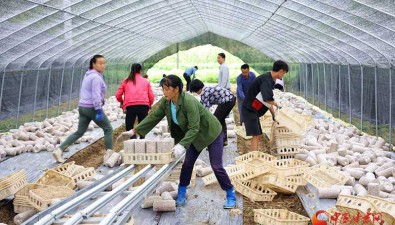 甘肅康縣：張家河村食用菌基地40座鋼架大棚種植食用菌