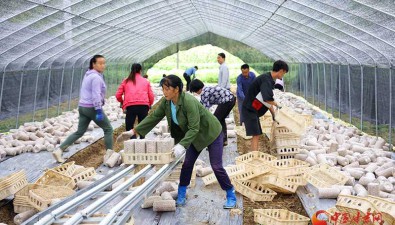 甘肃康县：张家河村食用菌基地40座钢架大棚种植食用菌