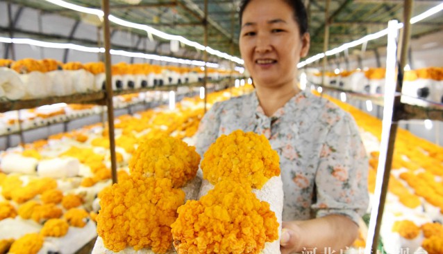 河北广平：金耳种出“香饽饽”