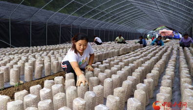 甘肃康县：多种珍稀菌得以批量生产，产值约2.15亿元