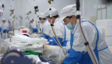 吉林安图县：一生产基地日产杏鲍菇30吨