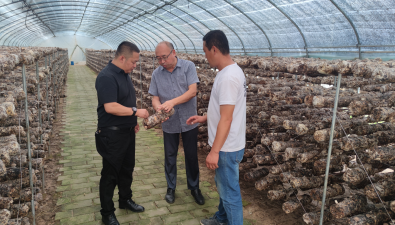 北京市食用菌創新團隊首席專家赴河北豐寧開展技術服務