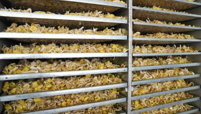 丰农食用菌公司：项目支撑建基地，黄金菇长势喜人