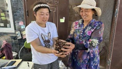 內(nèi)蒙古扎蘭屯：農(nóng)民采摘野生蘑菇，腰包鼓起來