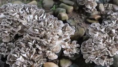 河北遷西：多元化合作形式，發展竹蓀、栗蘑等特色食用菌
