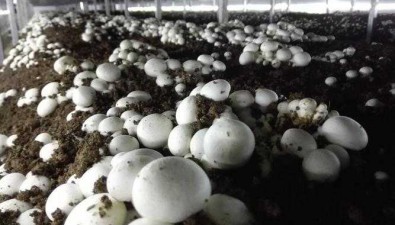 双孢蘑菇秋季管理技术
