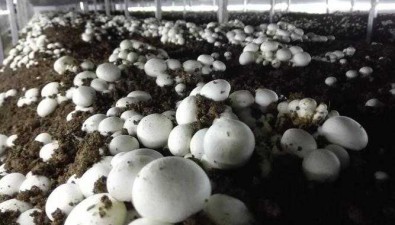 雙孢蘑菇秋季管理技術