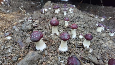 大球蓋菇秋季技術(shù)管理