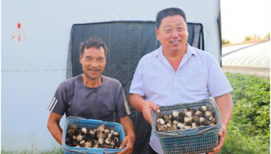 河南范县：“接茬轮作”，12个菇棚净利润20多万元