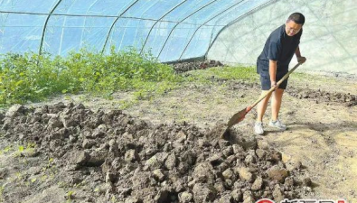 新疆乌鲁木齐：实验大棚里羊肚菌试种忙