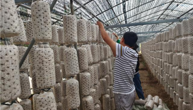 貴州百里杜鵑：黑木耳基地引進(jìn)14000棒菌棒