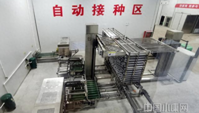 甘肃华池：产业园自动化车间提高花菇品质和产量
