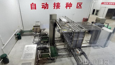 甘肅華池：產業園自動化車間提高花菇品質和產量