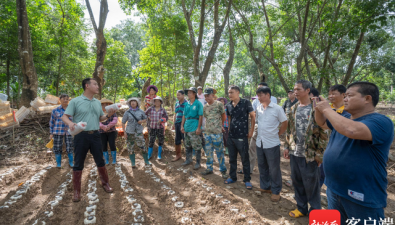 海南三亚：林下套种食药用菌，生态致富双丰收