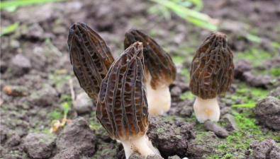 羊肚菌秋季管理技術(shù)