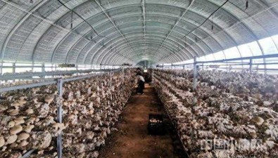 津华绿源香菇科技园：占地320.07亩，日出菇6000-7000斤