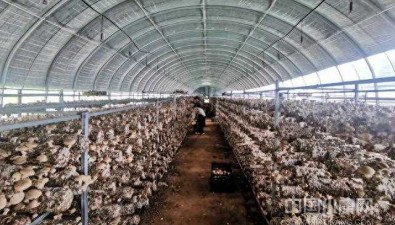 津華綠源香菇科技園：占地320.07畝，日出菇6000-7000斤