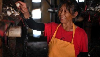 江西安義：大棚種雙孢菇，年可消耗干稻草廢料160000多噸