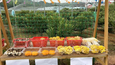 重慶：大足區(qū)500畝林下食用菌國(guó)慶節(jié)上市