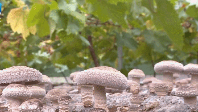湖北十堰：“菌+果”種植新模式，實現“一地多收”
