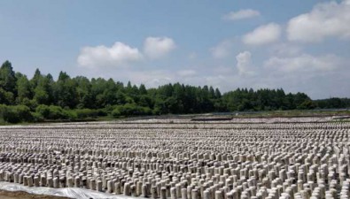吉林集中打造精深加工和廢棄菌包綜合利用示范8個園區
