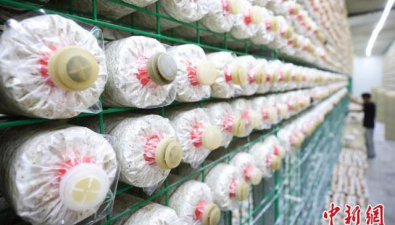江苏食用菌全产业链总产值260亿元