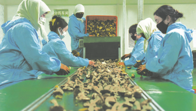 青海門源縣：農(nóng)業(yè)示范園“菇”事豐收
