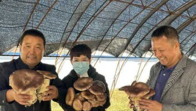 內蒙古呼倫貝爾：“庭院經濟”種植大球蓋菇和紫花臉