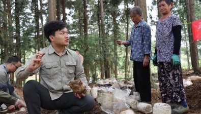 貴州麻江：共建食用菌基地，鹿茸菇可實現畝產超3000斤
