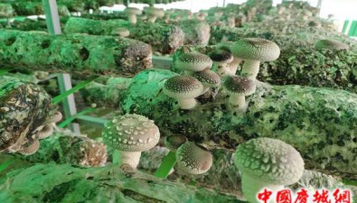 甘肃庆城：“香菇”棚里种出“好钱景”