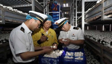 江蘇連云港：海關助力，前8個月食用菌出口8100萬元