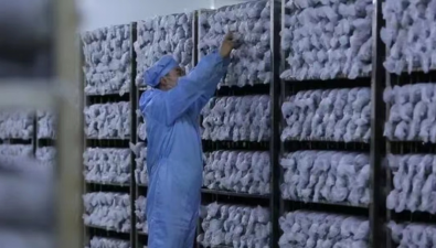 河南盧氏縣：好山好水育好菇